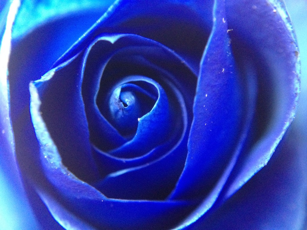 blue rose