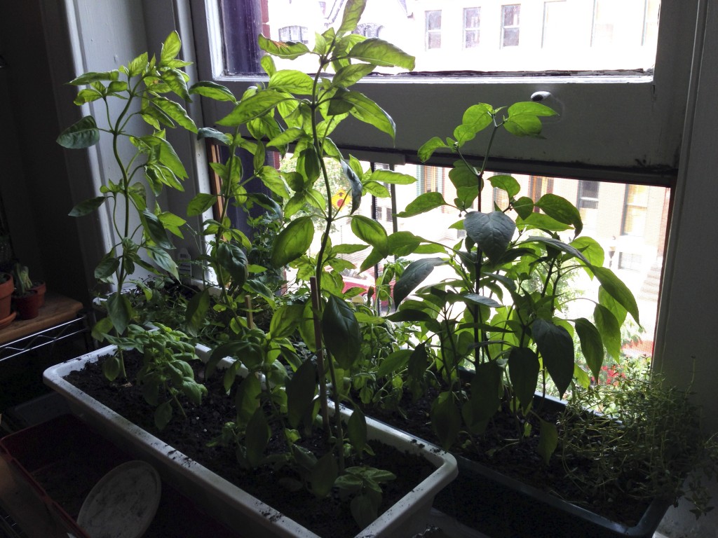 window garden