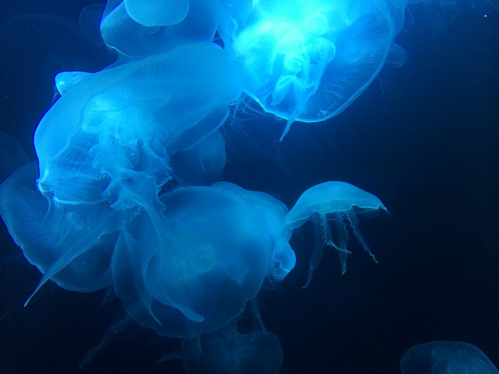 Jellyfish!