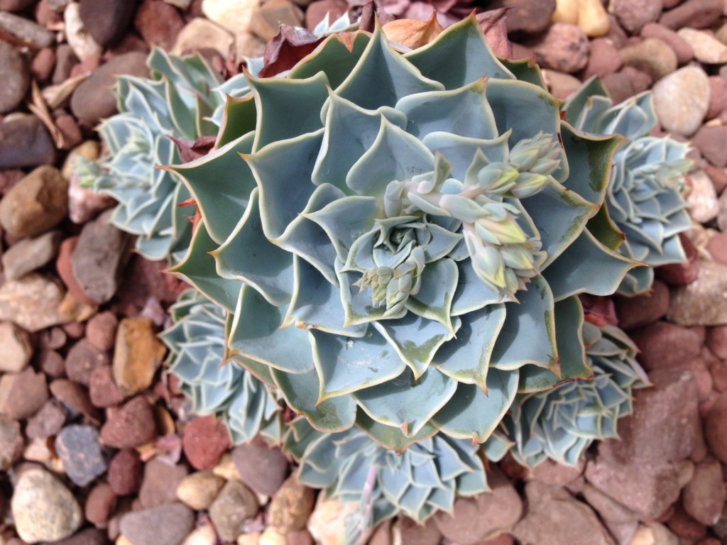 Succulent of the week.