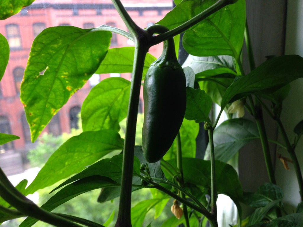 First pepper of the season!