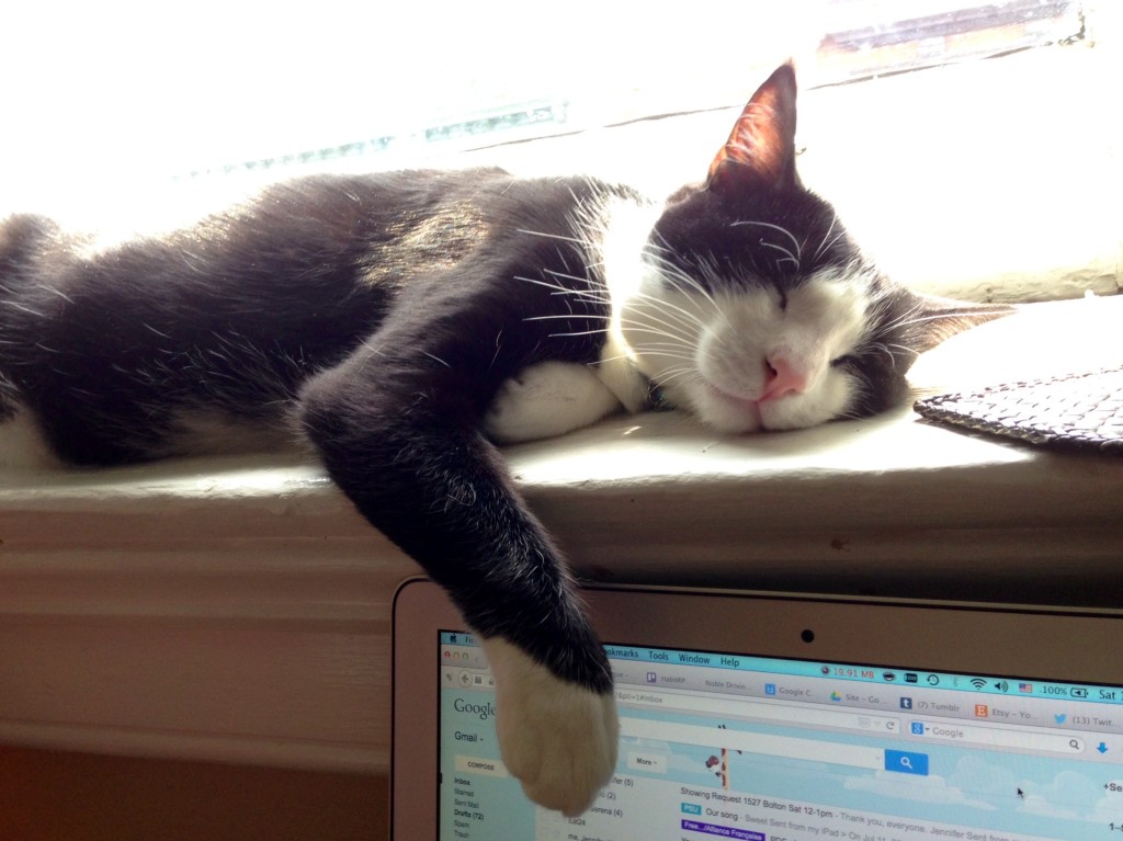 Loki hard at work.