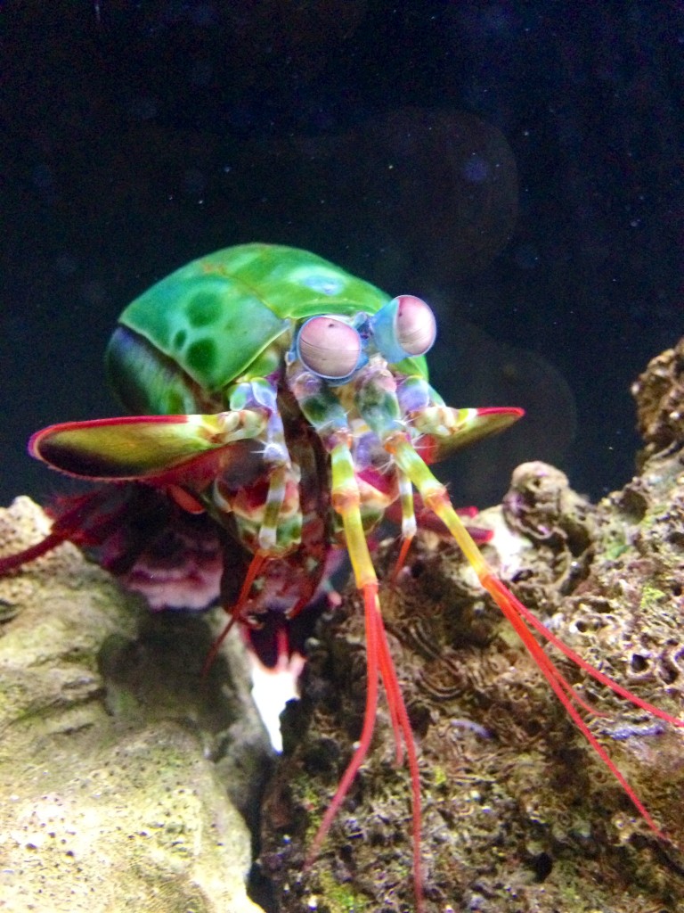 Serena and Chris visit Baltimore's resident mantis shrimp.