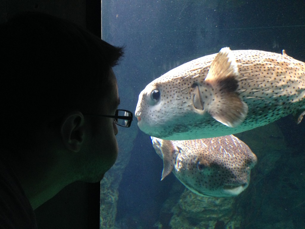 Chris visits the city specifically to antagonize pufferfish.