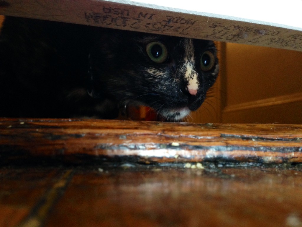 Kitten & Loki play under the door.