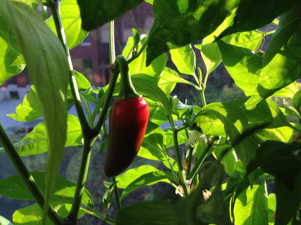 Chili peppers in the window garden begin turning red!