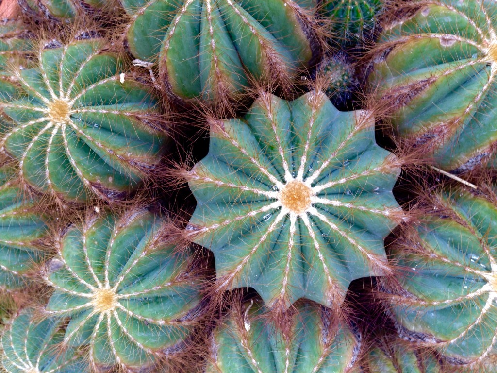 Serena and a friend visit the local conservatory...