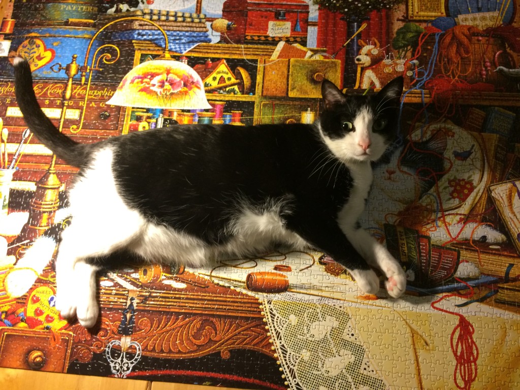 Loki helps us with a 2000-piece cat puzzle.