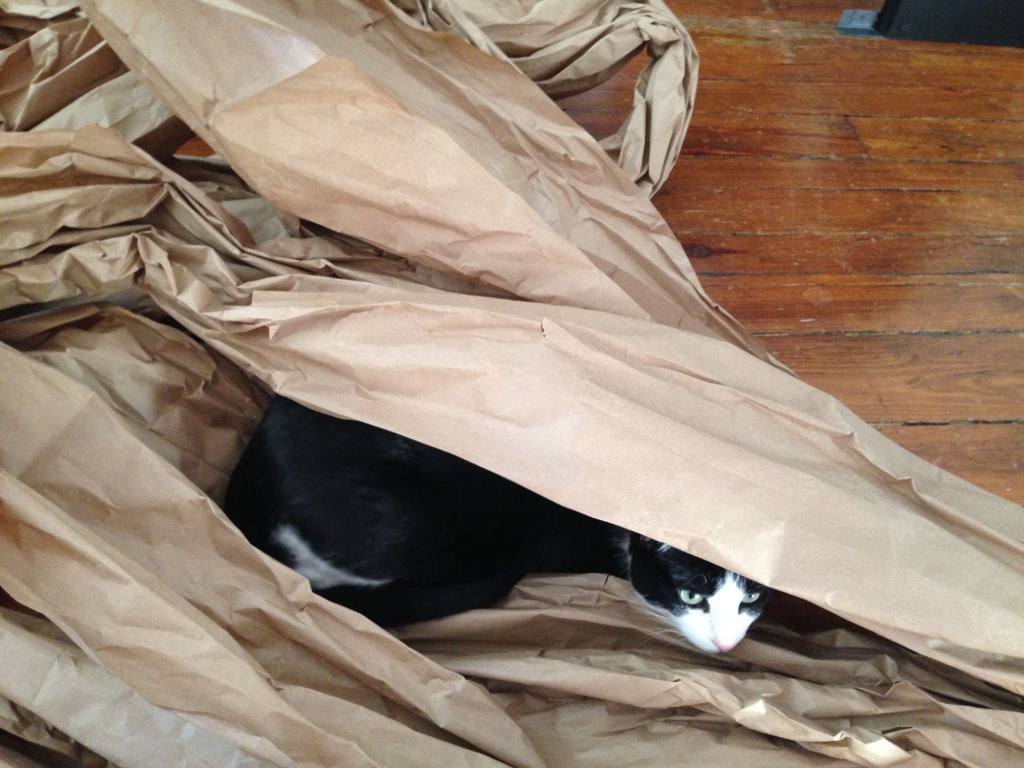 Loki finds a creative new use for packing paper.