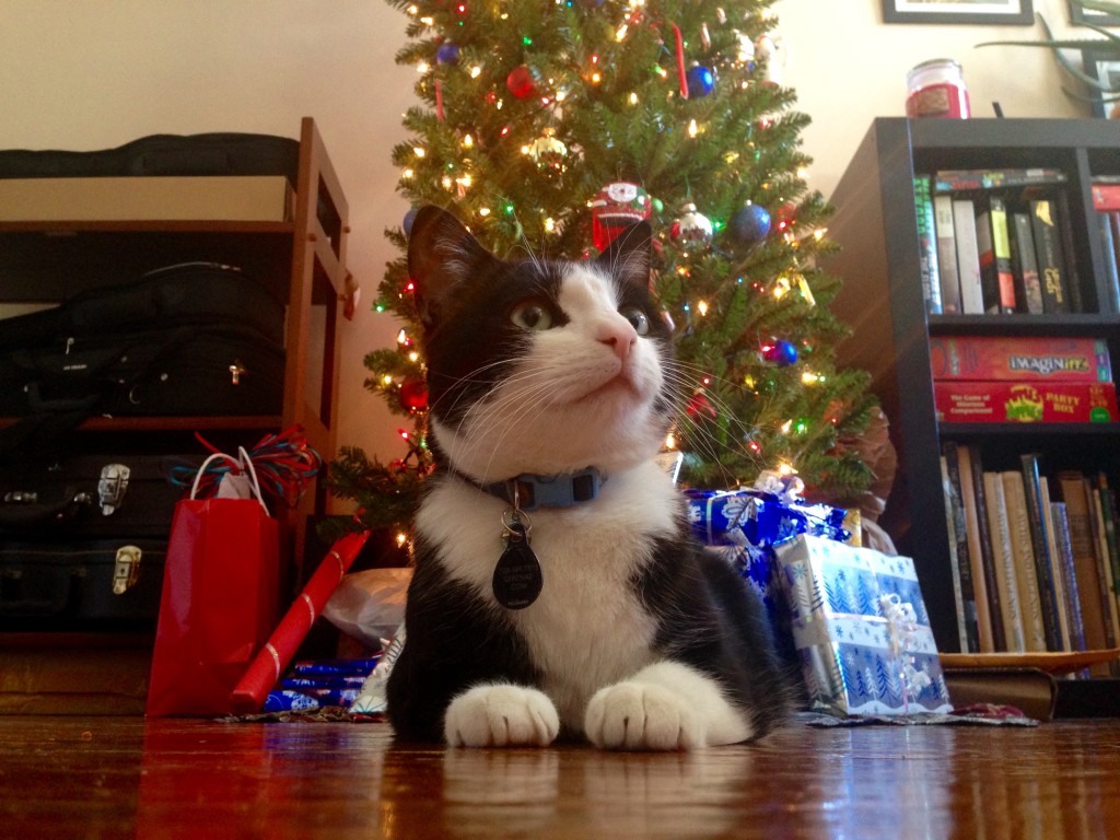 Loki gets ready for present opening.