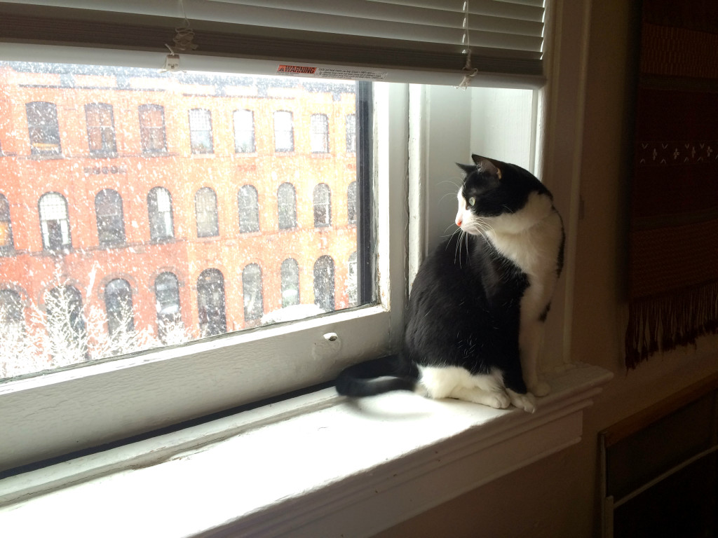 Loki watches the snow cover our neighborhood.