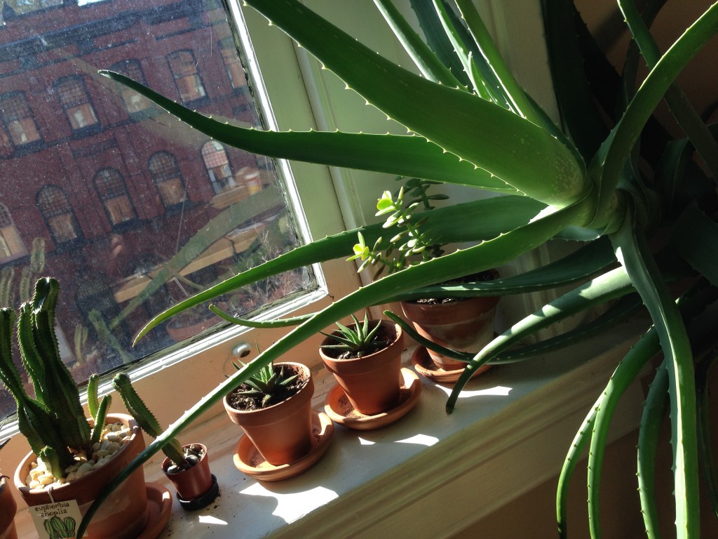 Happy plants continue to take over the living room.