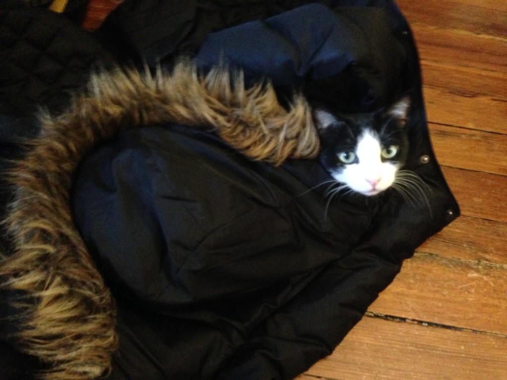 Loki takes up residence in Stacy's coat.