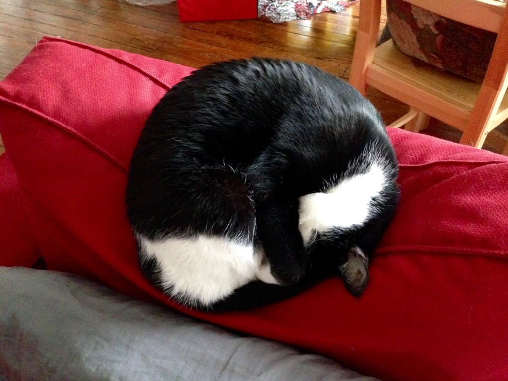 Loki prepares for a career in the circus. This is his feline cannonball impression.