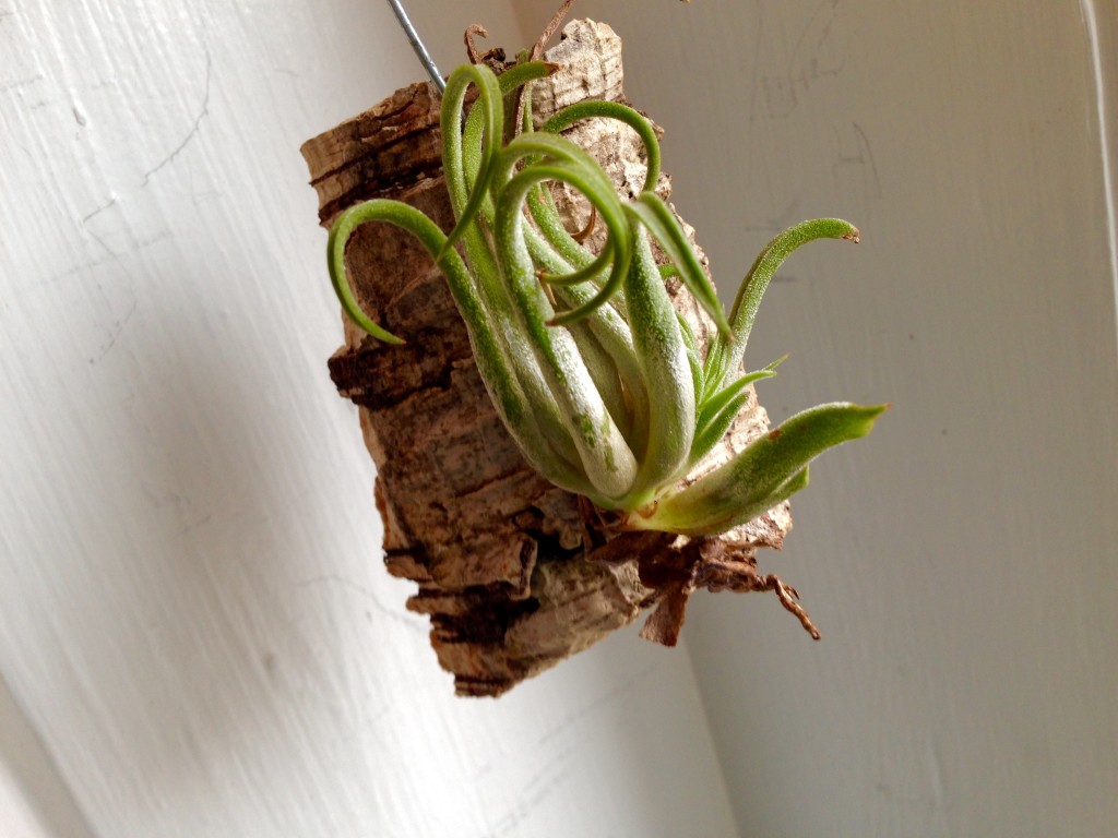 Our tiniest plant enjoys some sunshine.