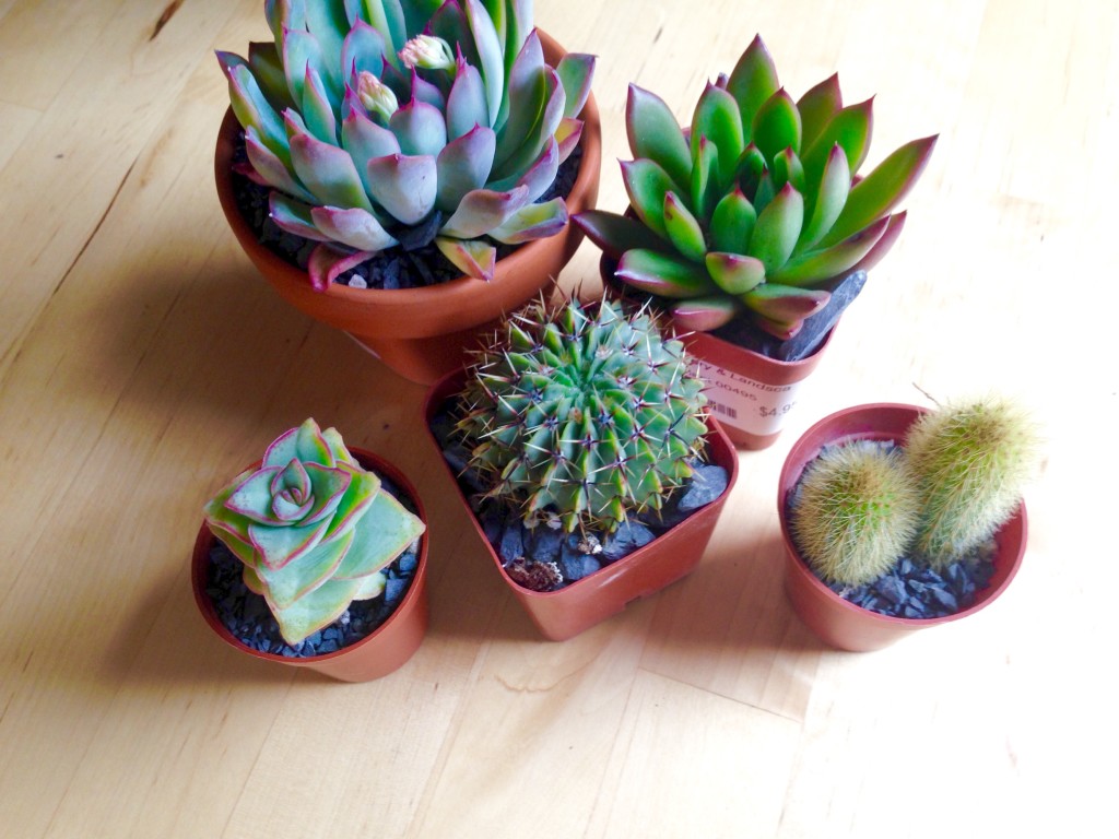 Serena introduces new plants to the window garden.