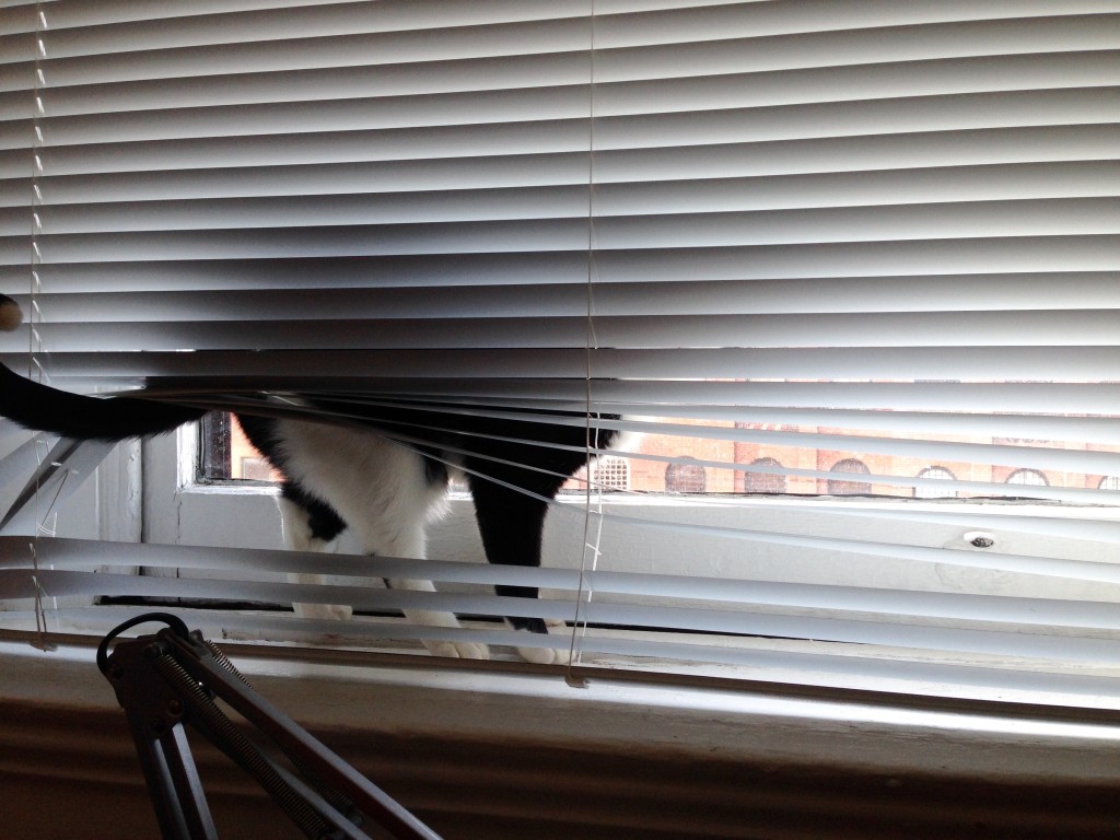 Loki takes the shortcut to the windowsill.