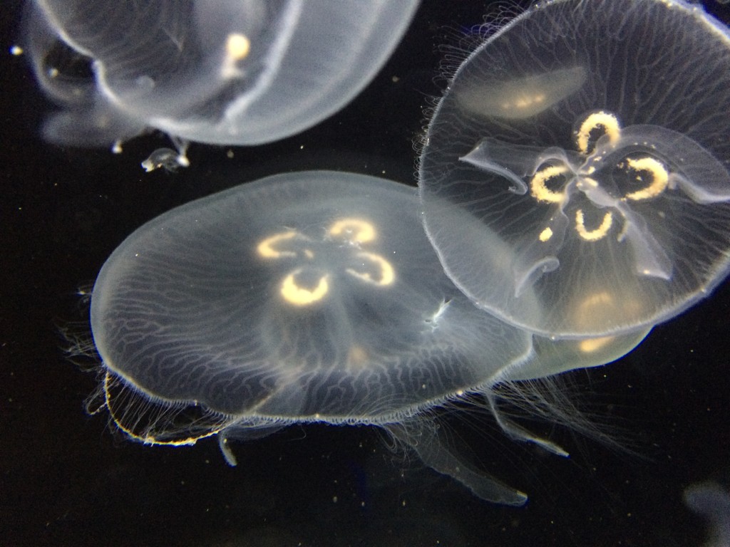 We visit all our old friends at the aquarium.