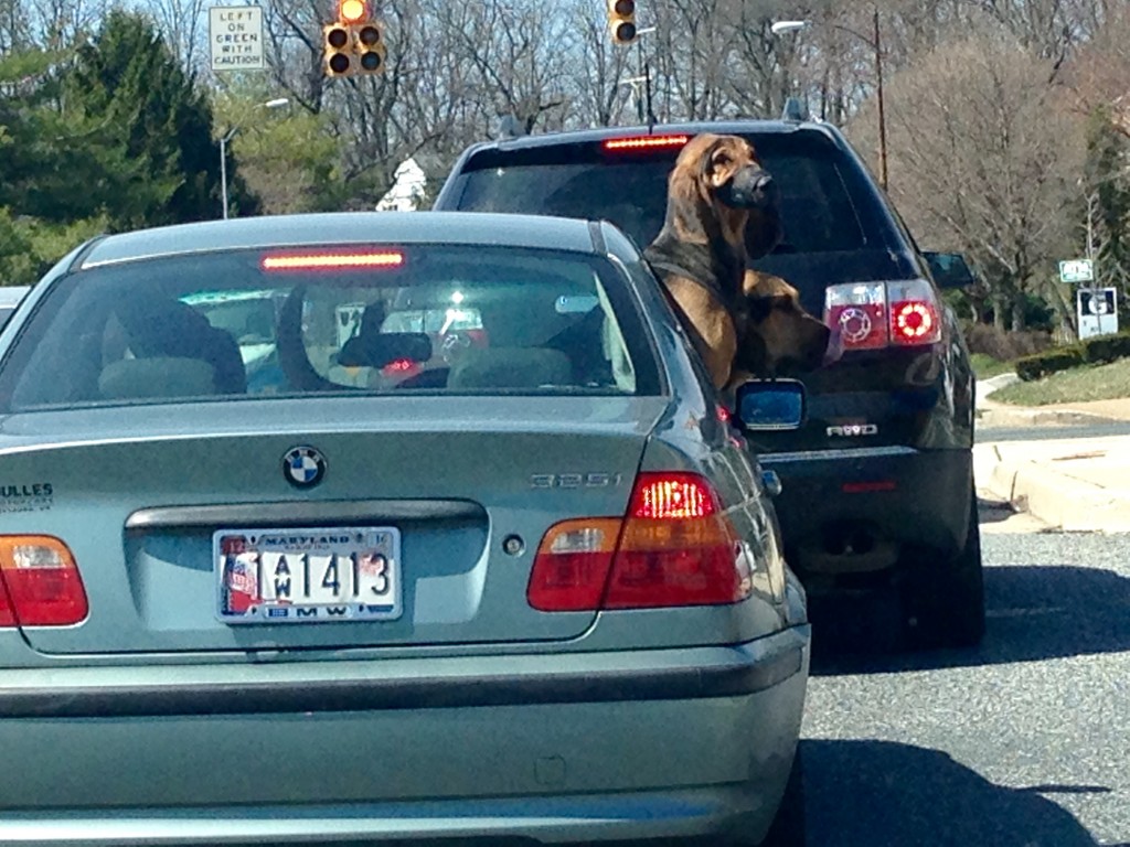 Two of Baltimore's coolest dogs.