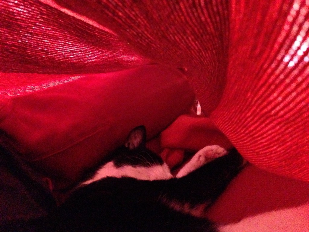 Loki asleep in his blanket fort.