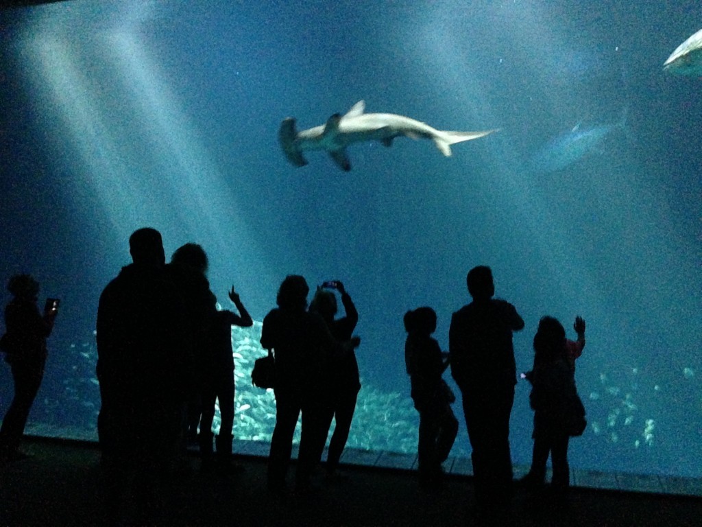 We visit Monterey Bay Aquarium.