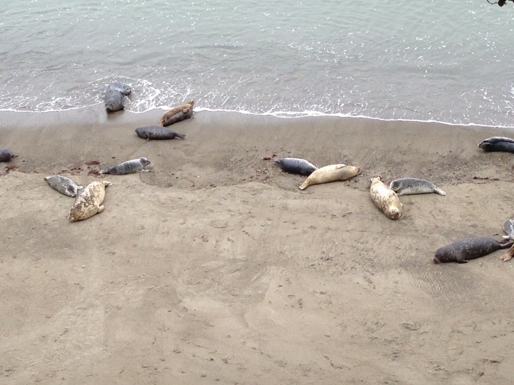 Sunbathing seals at Point Lobos did not appreciate the crowd of onlookers.