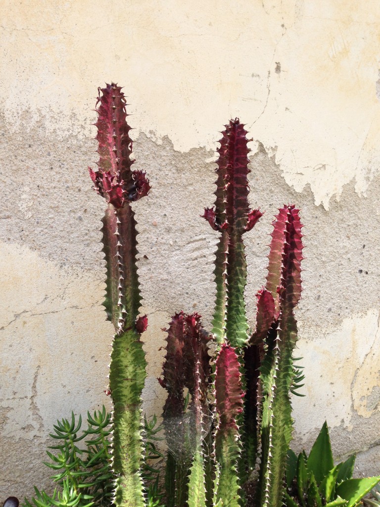 We wander the garden at the Carmel Mission while beautiful music wafts out of the Basilica.