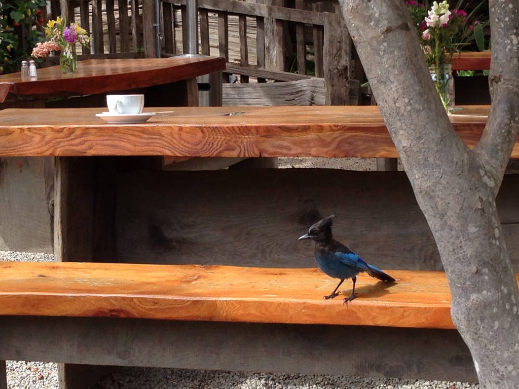 A jay joins us for breakfast at Big Sur Bakery.